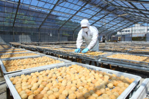 約400万個をひっくり返す 根本漬物で梅干しづくり(茨城・水戸市)