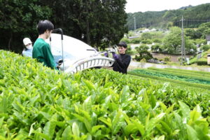高校生が茶摘み体験　ルネサンス高生が左貫で（茨城・大子町）