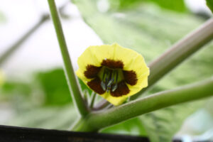 ホオズキに小さな花(茨城・高萩市)