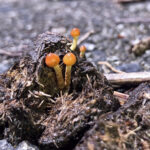 「うんち」に注目の企画展　茨城県自然博物館（茨城・坂東市）