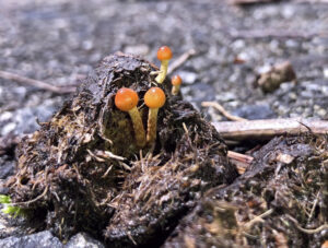 「うんち」に注目の企画展　茨城県自然博物館（茨城・坂東市）