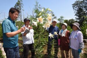 地域で見つけたヤマユリの園　主石 ぬしいし 神社の里山（茨城・鉾田市）