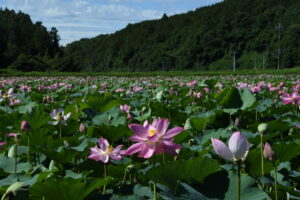 涼と笑顔を誘うハスの花　親沢池親水公園（茨城・常陸太田市）