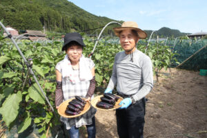 「奥久慈なす」収穫期　朝４時台から作業（茨城・常陸大宮市）