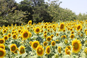 広場にヒマワリ開花(茨城・神栖市)