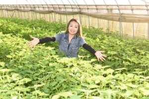 “シソガール”の一押しメニュー　小貫の原さん宅の「主役になれるシソ」（茨城・行方市）