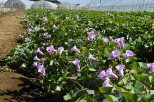 サツマイモの花畑 樅山の畑で数日限定開花(茨城・鉾田市)
