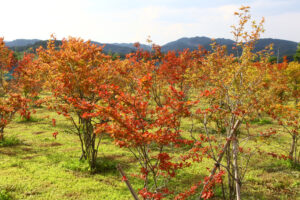 炎天下に映える秋色 農園でナツハゼが紅葉（茨城・大子町