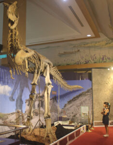 企画展 「恐竜大集合」　歴史民俗資料館で９月３日まで（茨城・神栖市）