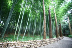 偕楽園の孟宗竹林　３０日は立ち入り禁止エリアを開放（茨城・水戸市）