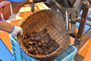 かさま新栗まつり 29日~芸術の森公園・笠間(茨城・笠間市)