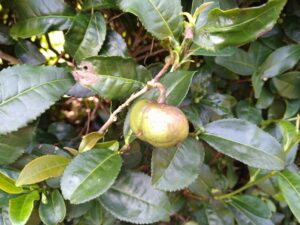 茶の実の収穫とアクセサリー作りを体験  奥久慈茶の里公園で10月(茨城・大子町)