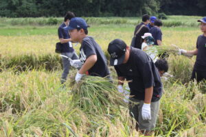 市民など130人が稲刈り 市大規模稲作研究会が主催(茨城・潮来市)