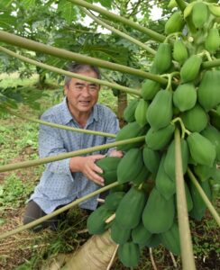 青パパイヤ鈴なり　やぎぬま農園（茨城・那珂市）