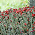 テーマは地衣類　ミュージアムパーク県自然博物館企画展（茨城・坂東市）