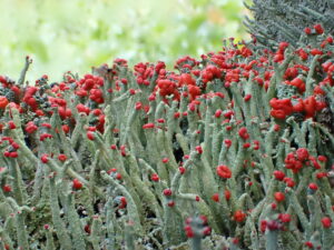 テーマは地衣類 ミュージアムパーク県自然博物館企画展(茨城・坂東市)