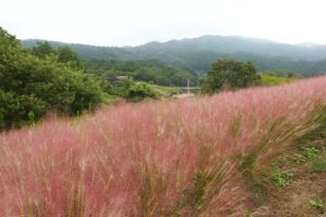 丘に揺れる赤紫 奥日立きららの里(茨城・日立市)