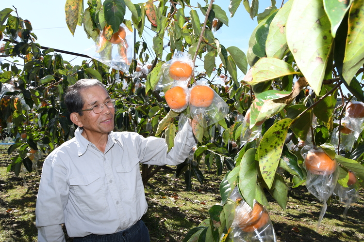 樹上で渋を抜く「星霜柿 ほししもがき」　常陸太田市でまもなく収穫期　販売は１０月下旬から（茨城・常陸太田市）