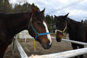 無料乗馬体験会　子ども対象「東海馬事苑」（茨城・東海村）