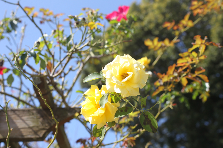 秋のバラが見ごろ迎える　艫神社（茨城・日立市）