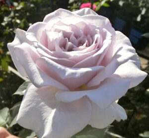 茨城生まれのバラの名称募集 県農業総合センターが育成(茨城・水戸市ほか)