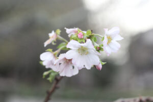 5本の桜が開花(茨城・水戸市)