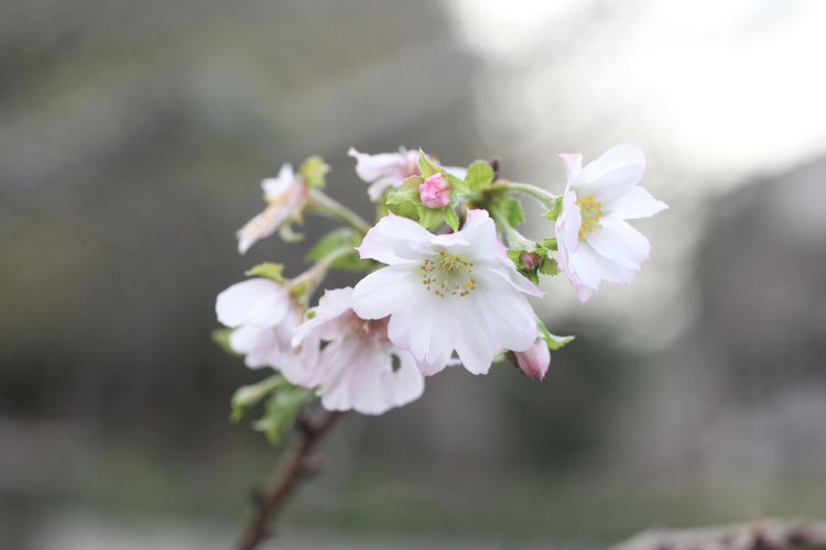 5本の桜が開花（茨城・水戸市）