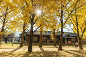 きょう3日からいちょうまつり「茨城県立歴史館」 見ごろは11月中旬まで  (茨城・水戸市)