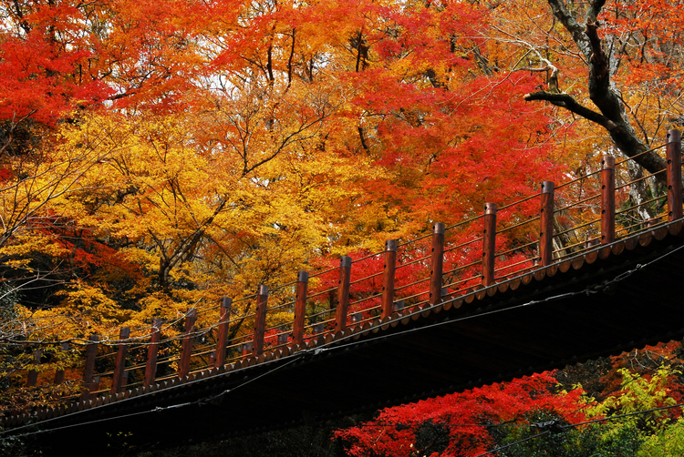 盛期には上下左右が染まる　花貫渓谷の汐見滝吊り橋　見ごろは１１月中旬から下旬（茨城・高萩市）