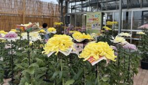 250鉢そろう市菊の会展 道の駅いたこ(茨城・潮来市)