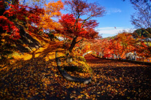 参道をモミジが覆うもみじ寺「永源寺」 見ごろは11月10~13日前後(茨城・大子町)