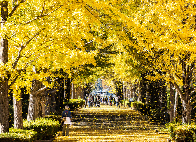 ４００m黄金の並木道　見ごろは１１月中旬まで　笠松運動公園（茨城・ひたちなか市）