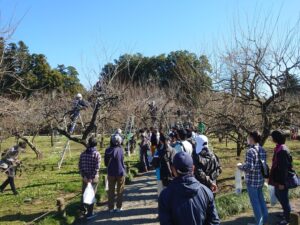 梅のせん定見学会 名工が技披露 水戸・偕楽園で11日(茨城・水戸市)