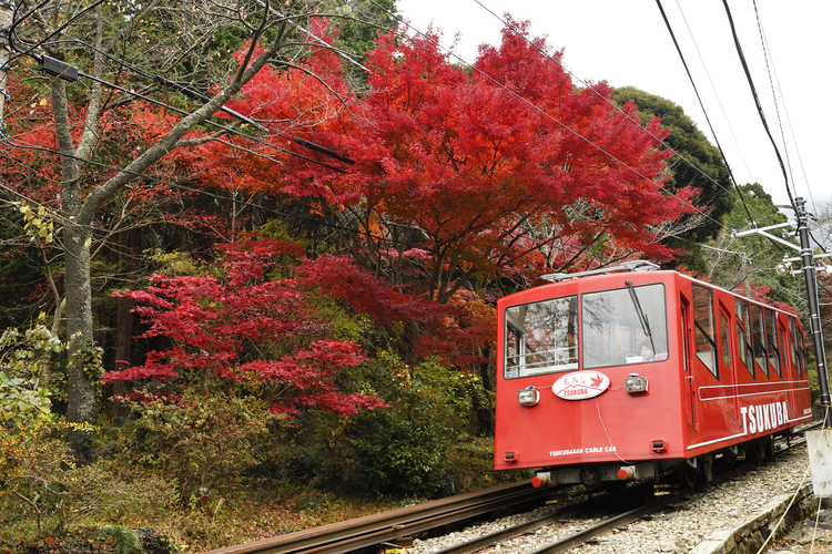百名山の紅葉は、楽しみ多彩　見ごろは１２月上旬まで　筑波山　（茨城・つくば市）