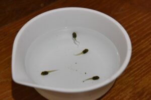 秋なのにオタマジャクシですか?(茨城・日立市)