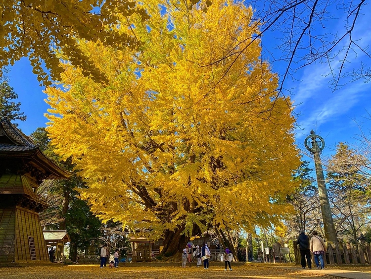樹齢千年の風格　見ごろは１１月下旬～１２月上旬　西蓮寺（茨城・行方市）
