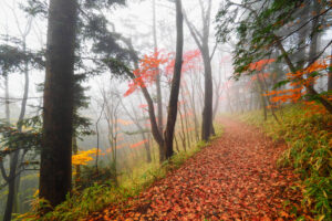 茨城県で紅葉が最も早い最高峰「八溝山」　見ごろは１１月上旬まで（茨城・大子町）