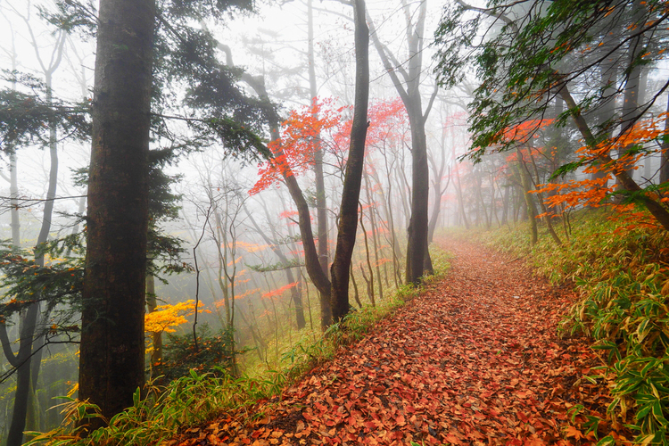茨城県で紅葉が最も早い最高峰「八溝山」　見ごろは１１月上旬まで（茨城・大子町）