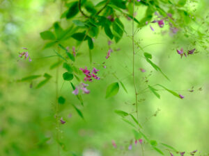 和紙に印刷した植物写真展「一紙一葉」　県植物園で（茨城・那珂市）