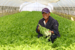 おいしいミズナを全国へ　冬は鍋需要で出荷倍増（茨城・鉾田市）
