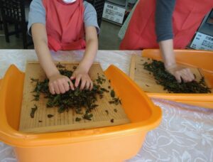 奥久慈茶で和紅茶作り 「奥久慈茶の里公園」が1月21日と2月25日に開催(茨城・大子町)