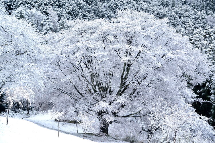 茨城の美しき冬　いま、心に刻みたい輝き（茨城）