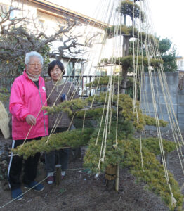 自宅に庭園風の雪吊り　書館に通って、独学で設置法を習得（茨城・ひたちなか市）