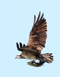 ２月４・２５日 涸沼で野鳥観察パックツアー　いこいの村涸沼主催（茨城・鉾田市）