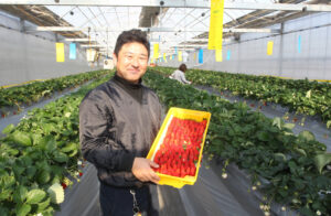 いちごハウスオープン　道の駅ひたちおおたにイチゴ摘み取り施設（茨城・常陸太田市）