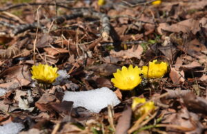 北端の斜面に、春告げる福寿草（茨城・北茨城市）