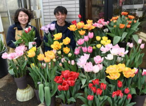 チューリップの季節　行方市のすみれ花園（茨城・行方市）