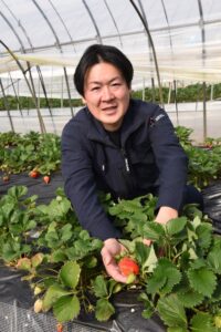 春が旬のひな苺 収穫開始 深作農園のブランドイチゴ(茨城・鉾田市)