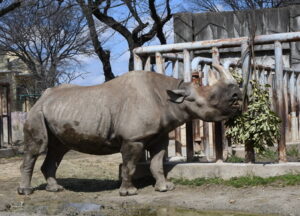 「サイのこと知ってくだサイ」 かみね動物園で特別ガイド~厳しい現況を伝える(茨城・日立市)