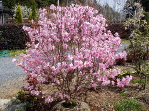 開業20年記念「春の落葉樹まつり」 自然樹院(茨城・笠間市)